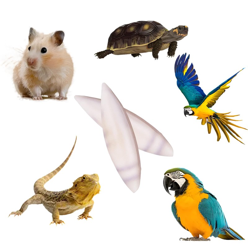 12 Pieces Cuttlefish Bone for Birds and Tortoises, Cuttlebone for