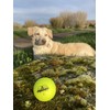 Emainer emoG Golf Ball, 3 Soft Golf Balls with Maximum