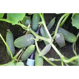 Seeds Self-Pollinated Cucumber Grandpa's Granddaughter F1 for Pickling Non GMO Heirloom - Harvest Time 40 Days