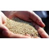 Organic Roasted Sesame Oil (9.5 oz (270 g)