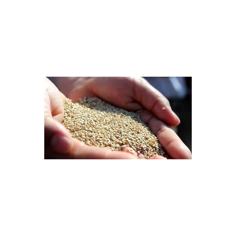 Organic Roasted Sesame Oil (9.5 oz (270 g)
