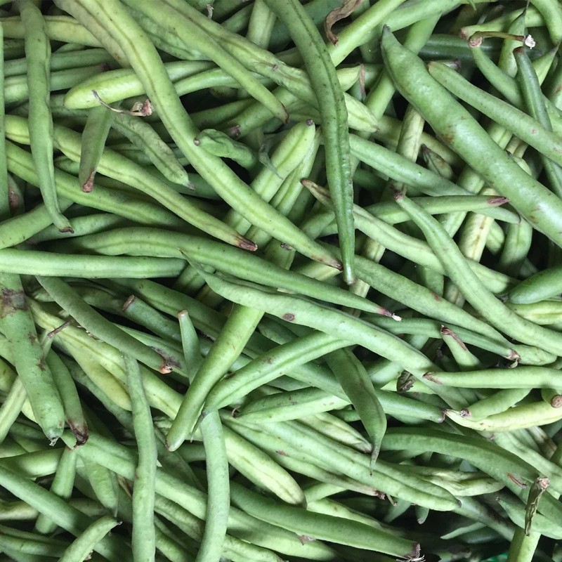 Kentucky Blue Pole Bean Seeds - 25 Gram Packet -
