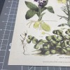 Botanical wood sorrel primrose spotted orchid for Paper cut 3D