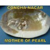 Crema Colágeno Y Concha Nácar Regeneración Celular Arrugas Todo Tipo