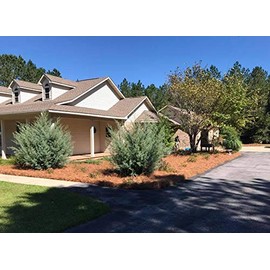 Pine Straw | Premium Pine Needle Mulch | Covers up to 125 Sqft