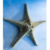 Ebros Gift Jumbo Ocean Coral Sea Star Shell Starfish Statue