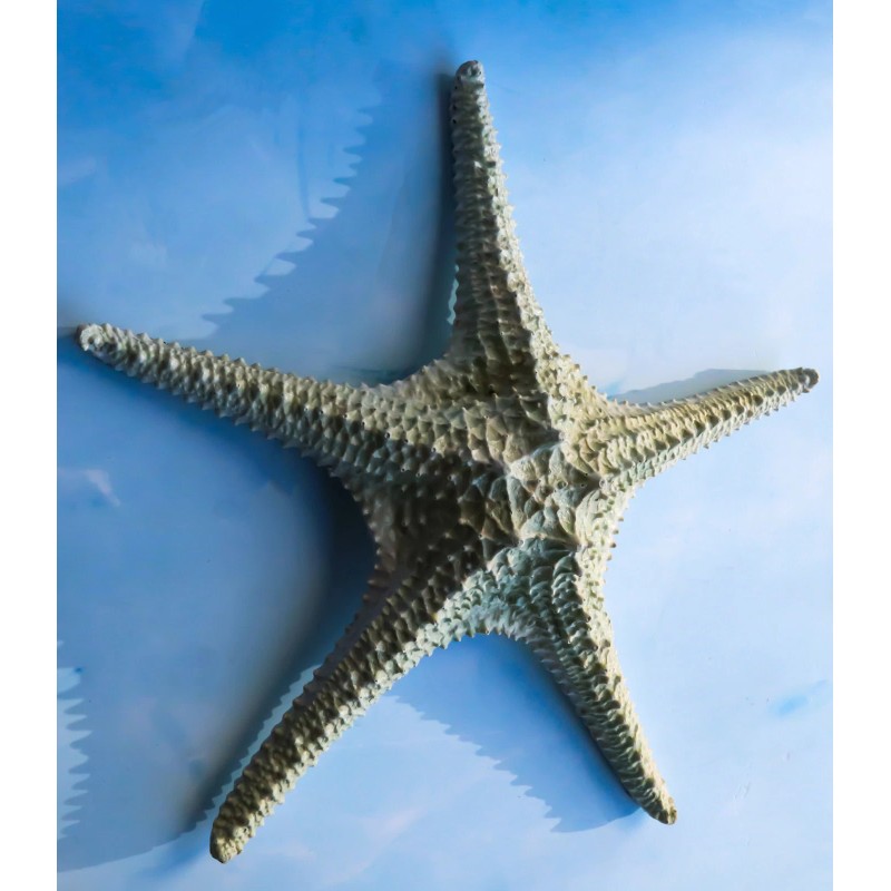 Ebros Gift Jumbo Ocean Coral Sea Star Shell Starfish Statue