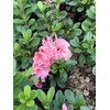 Encore Azalea® Autumn Sunburst™ Rhododendron 'Roblet' PP25072 (3 Gallon)