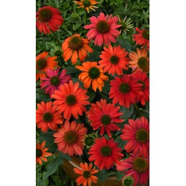 Green Promise Farms Proven Winners - Echinacea LAKOTA 'Santa Fe' (Coneflower) Perennial, pink-orange flowers, 1 - Size Container, PWFPECLKSF