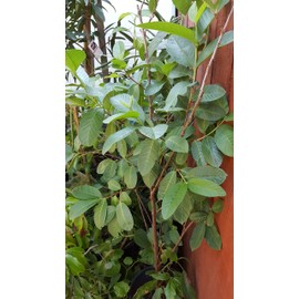 9EzTropical - Tropical Guava White Flesh - 4 Feet Tall - Ship in 1 Gal Pot