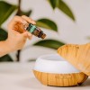 Aceite Esencial De Eucalipto 100% Puro 10 Ml Pacalli