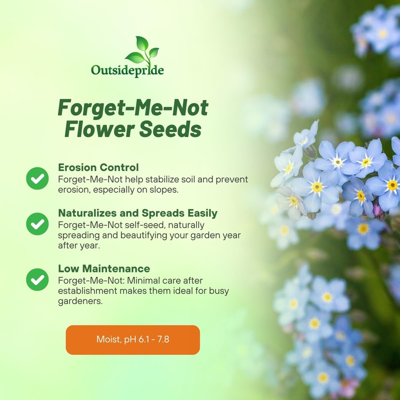Outsidepride Blue Forget Me Not Seeds - 10000 Pcs Low