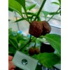 Carolina REAPER Chocolate Fire Pepper Seeds Super Hot 2.2+ Million