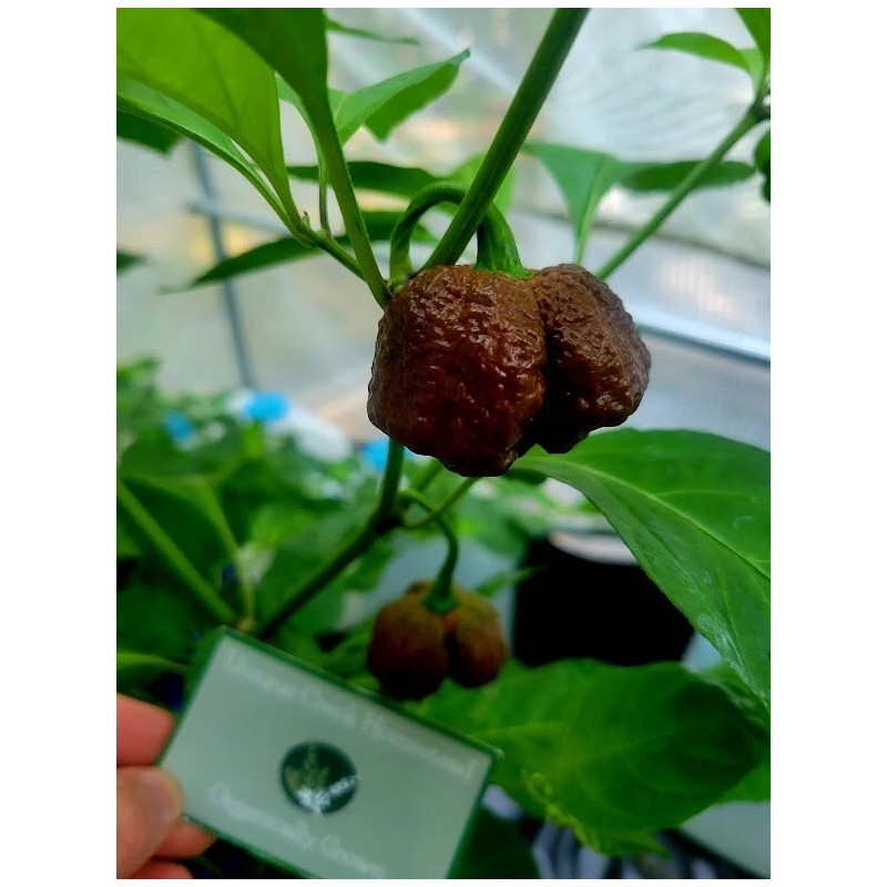 Carolina REAPER Chocolate Fire Pepper Seeds Super Hot 2.2+ Million