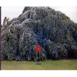 RED FLASH(初回限定盤)