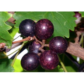 Vine 10 Wild Purple Grape Muscadine vine cuttings scion rooting known grape producer