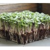 Axel's Garden Seeds Basic Salad Mix MICROGREEN Seeds | Heirloom