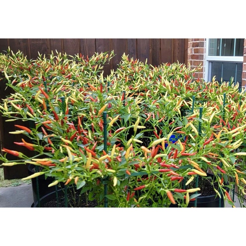 Home-Growth Hot- Crunchy White Eagle Claw Chili Pepper - 30