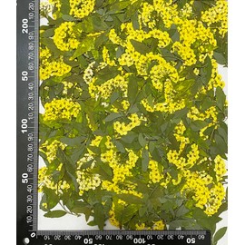 12 piezas de narciso amarillo con tallo, flores prensadas secas naturales reales para álbumes de recortes de resina, decoración de velas, joyería y manualidades
