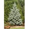 Arizona Blue Ice Cypress | 1 Large Gallon Size Tree