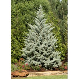 Arizona Blue Ice Cypress | 1 Large Gallon Size Tree | Cupressus Plants | Beautiful Evergreen Low Maintenance Cold Hardy Privacy Screen