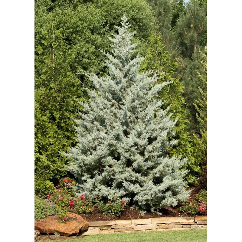 Arizona Blue Ice Cypress | 1 Large Gallon Size Tree