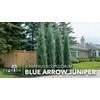 Blue Arrow Juniper | 1 Large Trade Gallon Size Plant