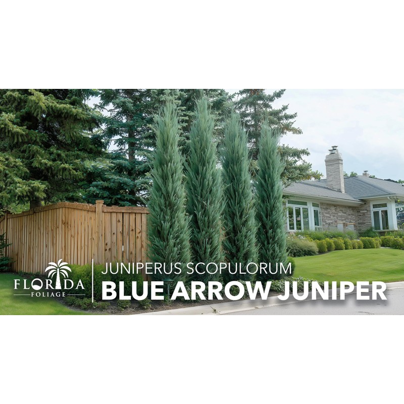 Blue Arrow Juniper | 1 Large Trade Gallon Size Plant