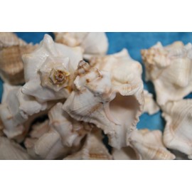 Murex virginis (10 Count) is a Medium Heavy Seashell Ideal for sea Life displays, Coastal Living Spaces, Bath Decor and Unique Gift Giving idea. SS-352-10