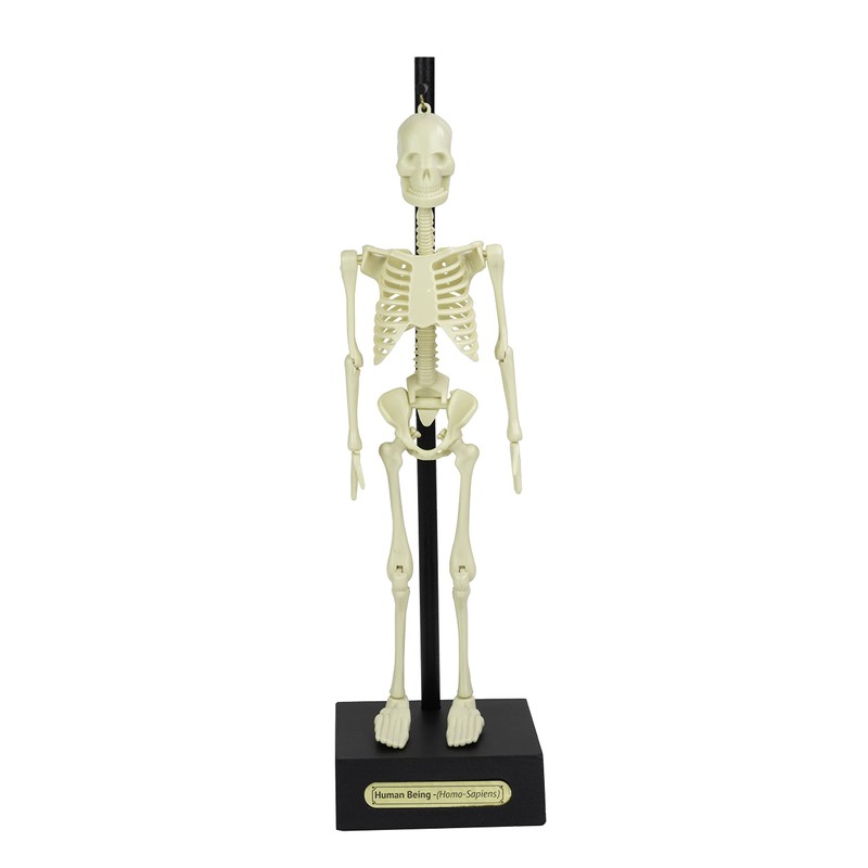 Anatomical Skeleton Model – 30cm High, Perfect for Learning Human
