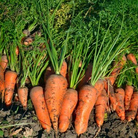 Royal Chantenay Carrot Seed - 1 Lb ~320,000 Seeds - Non-GMO, Heirloom Vegetable Garden Seeds - Gardening, Microgreens