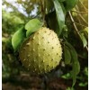 100% Pure 100 % Organic Soursop Leaves, dried Leaves From