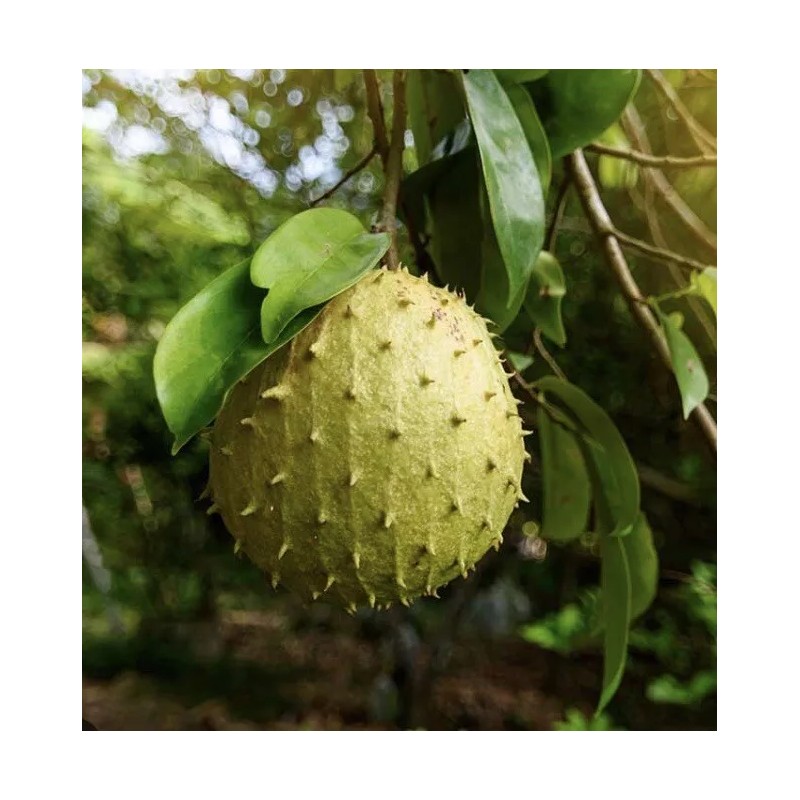 100% Pure 100 % Organic Soursop Leaves, dried Leaves From