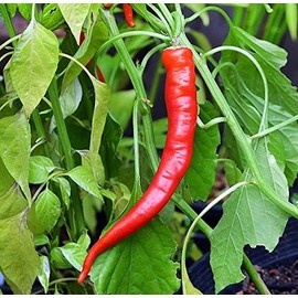 30+ Cow Horn Hot Pepper Seeds Heirloom Non-GMO Spicy, 10" Long, Productive! from USA