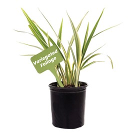 American Plant Exchange Variegated Flax Lily – 6-Inch Pot – Live Flowering Foliage Plant, Hardy Striped Greenery for Home, Garden Beds, or Landscape Decor
