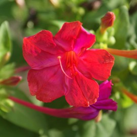 Four O'Clock Flower Seeds Mirabilis Jalapa Tropical Ornamental Flowering Plant Fragrant Patio Garden Border Outdoor 100Pcs Flower Seeds by YEGAOL Garden