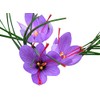10 Saffron Sativus Crocus Corms - Instructions Will be Included