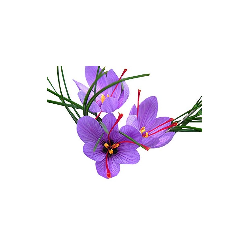 10 Saffron Sativus Crocus Corms - Instructions Will be Included