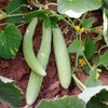 KIRA SEEDS - Seeds Armenian Cucumber - Open-Pollinated - Heirloom