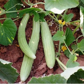 KIRA SEEDS - Seeds Armenian Cucumber - Open-Pollinated - Heirloom Vegetable - GMO Free