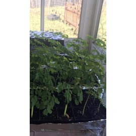 Tree A Cup Moringa TREE Live Plant 5-9 “TREE OF LIFE FRESH Food Forest Permaculture