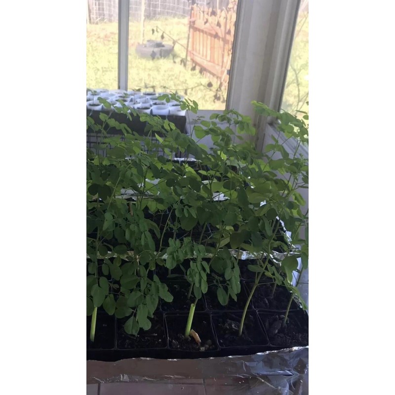 Tree A Cup Moringa TREE Live Plant 5-9 “TREE OF