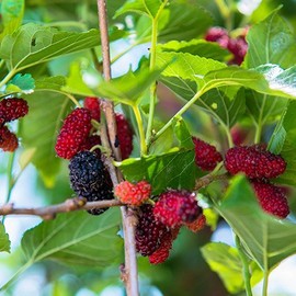 1 Starter Plant of Illinois Everbearing Mulberry Tree