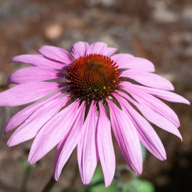 Back To Nature Seed Company Purple Coneflowers - Seeds - Organic - Non Gmo - Heirloom Seeds – Flower Seeds - 30 Seeds