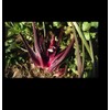 Redventure Red Celery! 100 - 1000 Seeds Organic Heirloom Rare