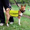 Training Dog Jacket Vest in Training Ignore Dog Vest Dog