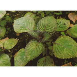 Dragon Herbs - Perilla Clear - 500 mg