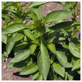 Everwilde Farms - 1/4 Lb Lemon Basil Herb Seeds - Gold Vault