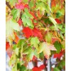 Tree Sun Valley Red Maple Tree - Live Plant -