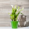 Santino Self Watering Planter Arte 4.3 Inch White/Black Indoor Flower